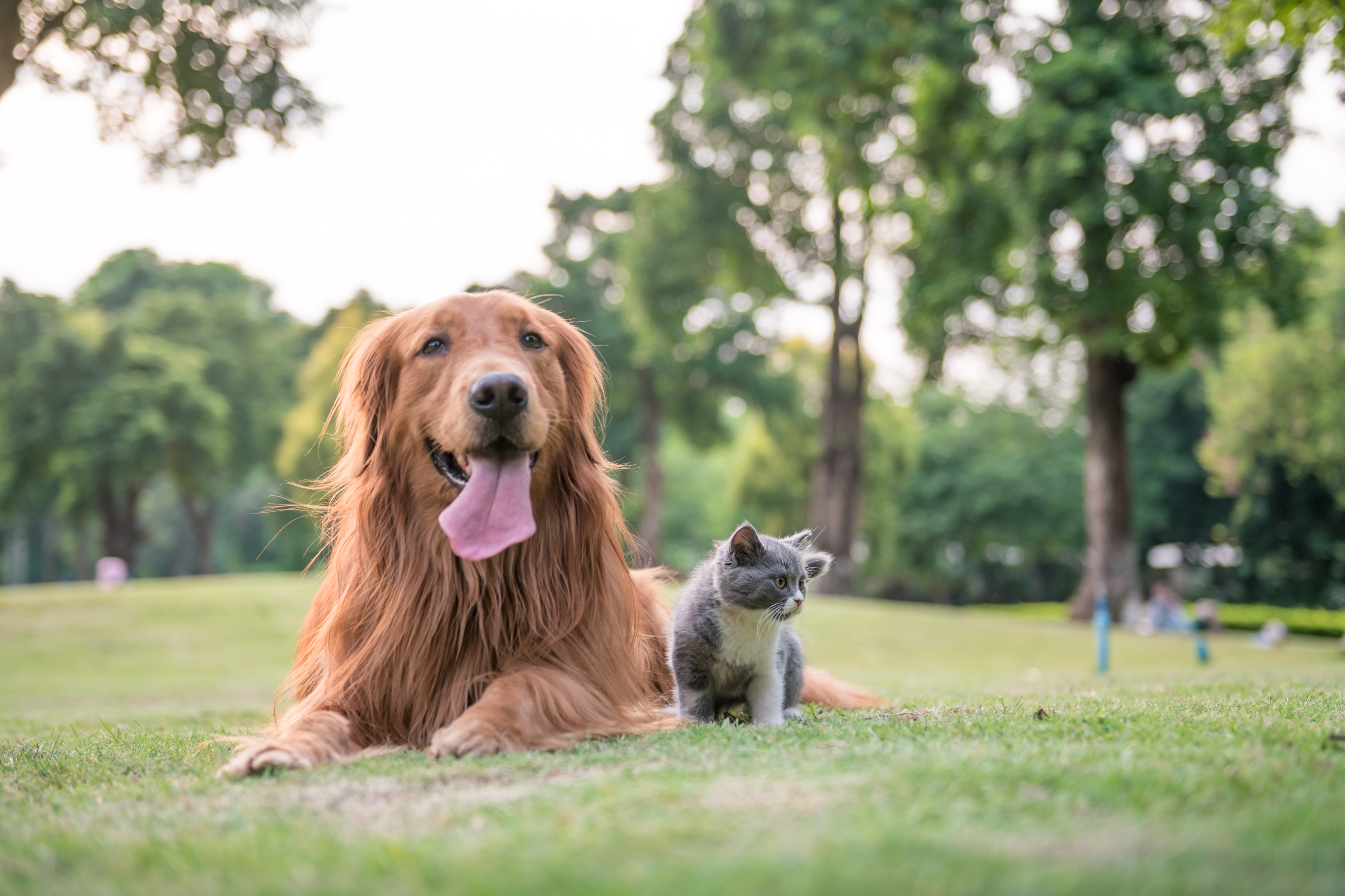 Dog friendly caravan store parks